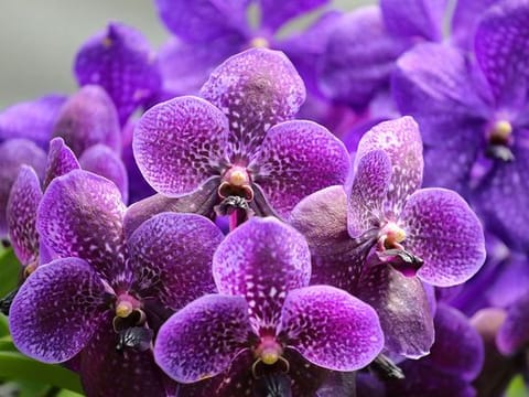 Photos: Colombian clones orchids on the brink of extinction