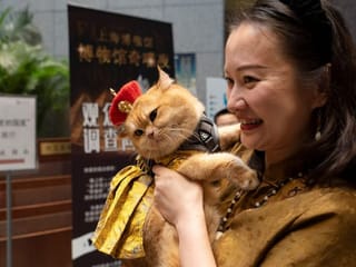 Night at the mewseum: Ancient Egypt exhibition welcomes cats