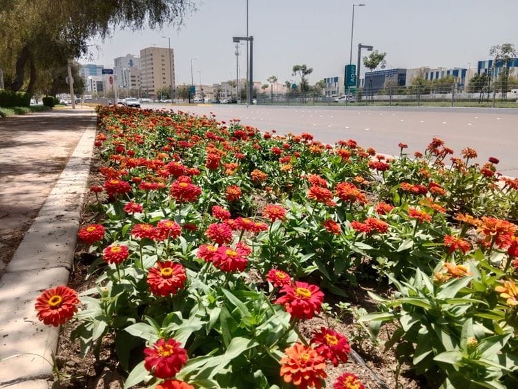 Abu Dhabi flowers