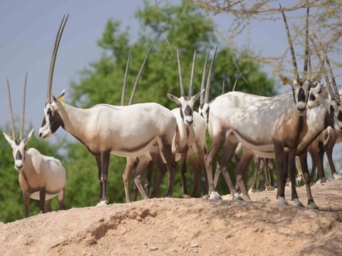 The UAE today is home to the largest population of Arabian oryx in the world, according to the Ministry of Climate Change and Environment.