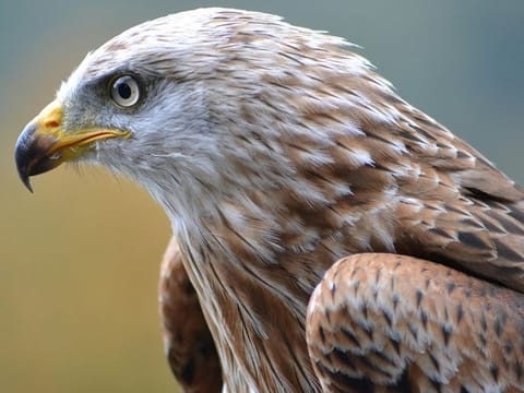 The “Hadad” programme includes reviving four to six inactive nests of the mountain Chahin falcon species in the NEOM nature reserve, and rehabilitating these sites. Picture for illustrative purposes.