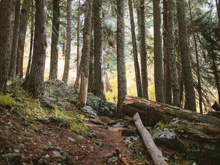 pine trees