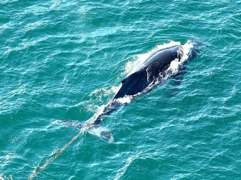 This handout picture released by the New South Wales Maritime on August 23, 2024 shows an entangled whale swimming erratically around Sydney Harbour. 