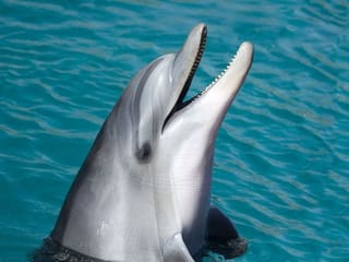 Dolphin bites spark warning on Japanese beaches