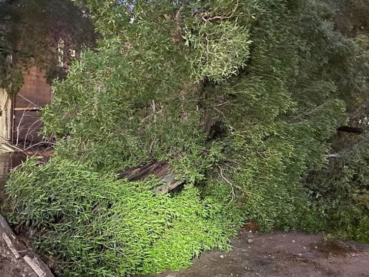 Witnesses reported that the driver had attempted to stop his vehicle to navigate through the stormy conditions. However, the intensity of the wind prevented him from escaping the falling tree. 