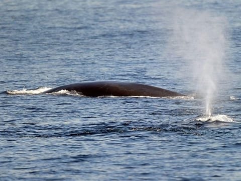 Fin whales are the world's second-biggest animal, after the blue whale. 