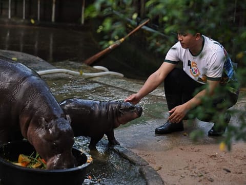 Zookeeper Attapon Benz Nundee pets Moo Deng, a two-month-old female pygmy hippo who has recently become a viral internet sensation, at Khao Kheow Open Zoo in Chonburi province on September 15, 2024.