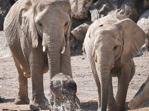 Sharjah Safari has seen the birth of 300 new animals and birds till the beginning of this month.