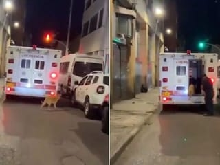 Dog follows ambulance taking his owner for 20 blocks