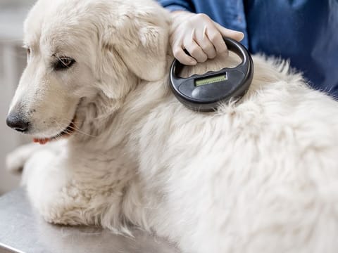 Since your pet’s microchip is linked to a central database managed by Dubai Municipality, which holds details about your pet and yourself, it is crucial to keep this information up to date. Picture used for illustrative purposes. 