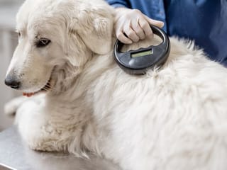 Dubai pet owners: Keep your furry friend safe – how to update pet microchip details online