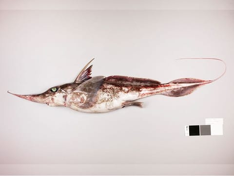 This handout picture released by the National Institute Of Water and Atmospheric Research Ltd (NIWA) on September 24, 2024, shows a new species of ghost shark. Scientists in New Zealand said they have discovered a new species of ghost shark - a 'spookfish' - which prowls the Pacific Ocean floor hunting prey more than a mile down. 