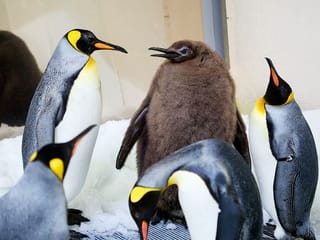 Video: Hefty Australian penguin chick 'Pesto' becomes star