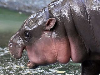 Viral pygmy hippo proves cash cow for Thai zoo