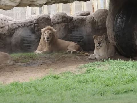 Inside look: Dubai Safari Park reopens for the sixth season
