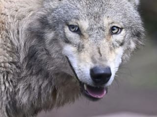 India deploys drones after wolf attacks kill 2 children within hours in Uttar Pradesh villages