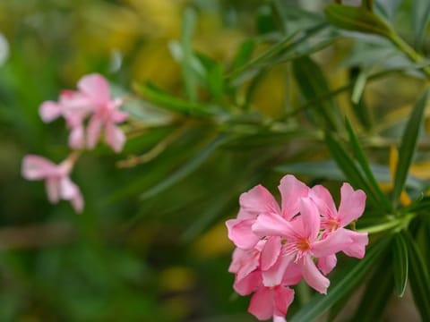 Oleander is a wild shrub commonly found in rocky valleys and often planted along roadsides for its beauty