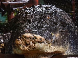 World's largest crocodile in captivity dies aged 110