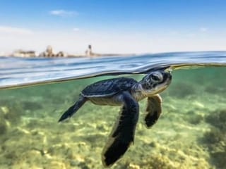 Video: Saudi Arabia announces discovery of largest sea turtle nesting site in Red Sea