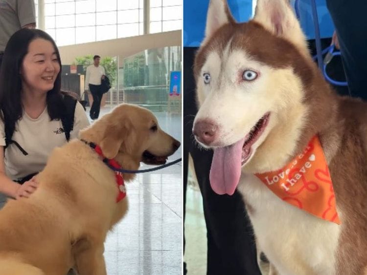 pawfect - mumbai airport