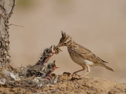 Birds refuse to perform on cue for a picture, says Salma