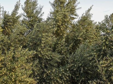 Tabuk is famous for olive trees and an annual olive festival. 