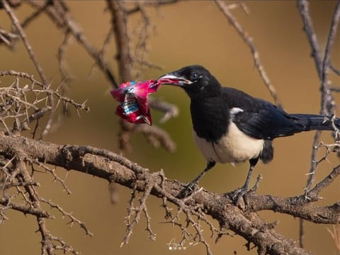 Fewer than 200 Left: The Struggle to Protect Saudi Arabia’s Endangered Asir Magpie