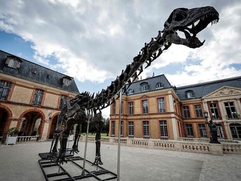 An anonymous collector snapped up the vegetarian apatosaurus.