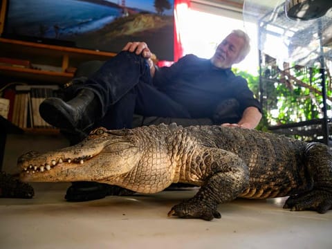 Frenchman Philippe Gillet, 72, strokes Alli, one of the two alligators who live in his house, in Coueron, outside Nantes, on November 15, 2024.  