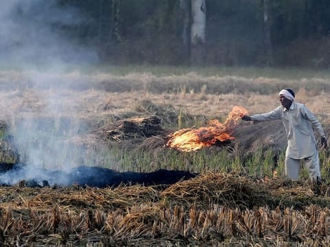 A farmer burns straw stubble after a harvest in a paddy field on the outskirts of Panipat, in India, on November 26, 2024.   