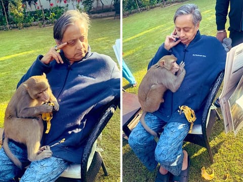 Tharoor described the incident in a series of posts and photos, showcasing the monkey sitting on his lap, eating bananas, and even giving him an affectionate hug.