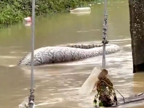 Garnering over two million views, the video has left viewers divided — some were stunned by the snake's size, while others speculated it might be dead or in distress.