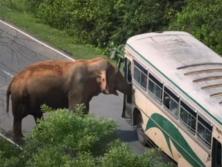 Watch: Sri Lanka’s ‘tax collector’ wild elephant Raja charms travellers
