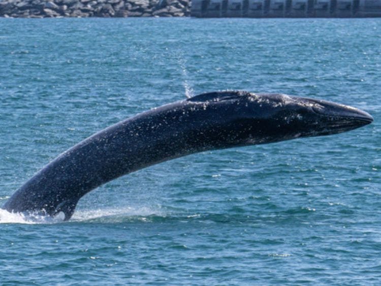 A Bryde’s whale
