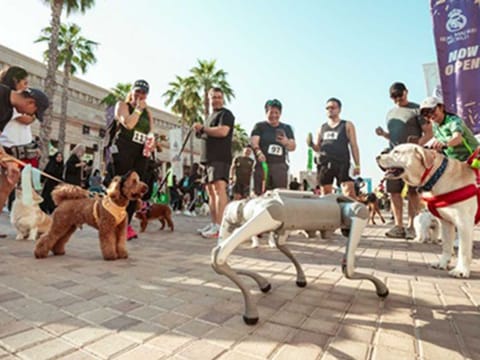 The Dubai Pet Festival features competitions, pet adoptions, and performances