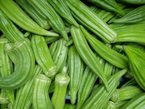 Long overlooked, okra (Abelmoschus esculentus L.) is rapidly gaining recognition as a superfood and a scientific marvel. 