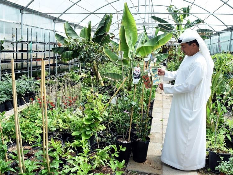 Fujairah's Cacao Farm145-1734626779467