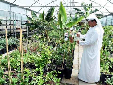 Cacao - normally found in the Amazon rainforest - is being cultivated at Wadi Dafta Plantation in Fujairah. Their seeds are the basis of making chocolate.