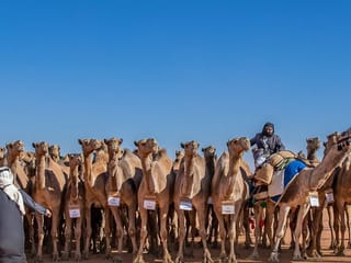 Six farms in Saudi Arabia to produce camel product