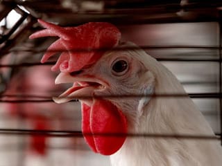 Multiple bird flu cases detected across England
