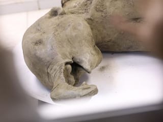 Extremely rare baby mammoth found in Siberia