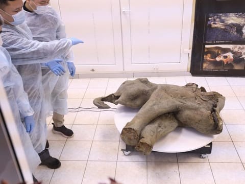 The carcass of a baby mammoth, which is estimated to be over 50,000 years old, during its presentation in Yakutsk.  