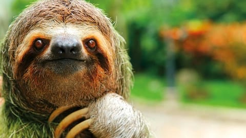 DDPE86 Closeup of a three-toed sloth, Costa Rica 