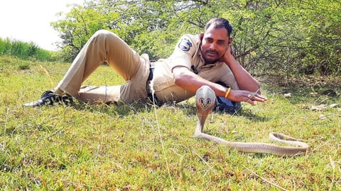 Over the past six years, Cheerla Krishna has helped some 1,350 snakes, including venomous cobras 