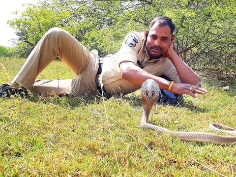 Over the past six years, Cheerla Krishna has helped some 1,350 snakes, including venomous cobras 