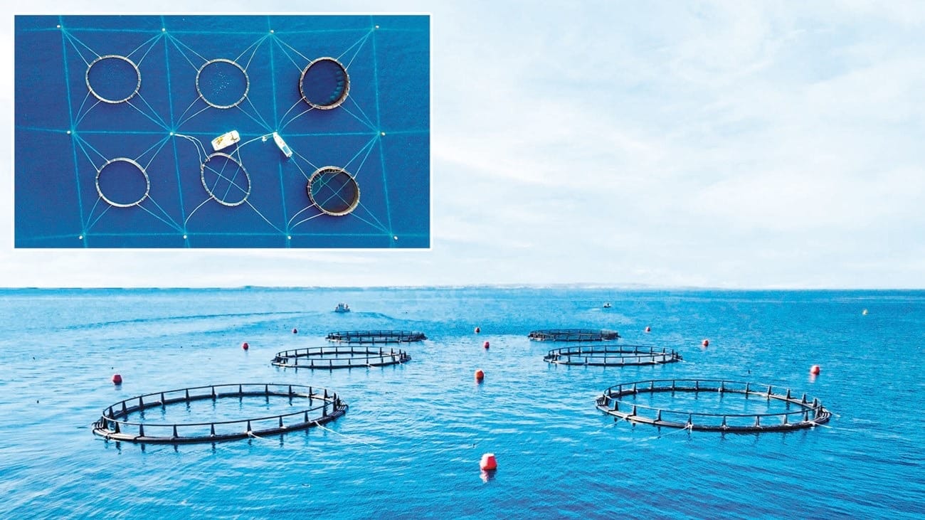 Abu Dhabi's Dalma Fish Project uses AI to boost sustainable aquaculture ...