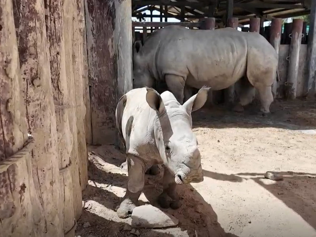 Baby Rhino at Dubai Safari park