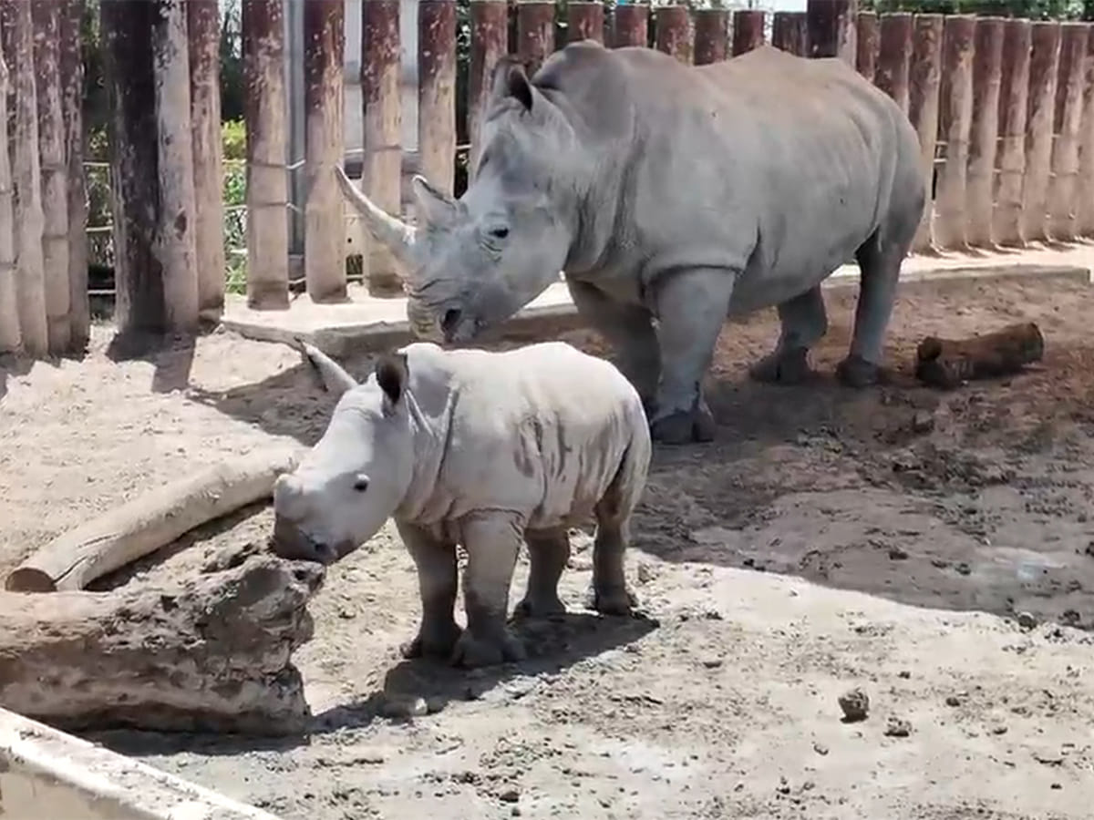 Baby Rhino at Dubai Safari park