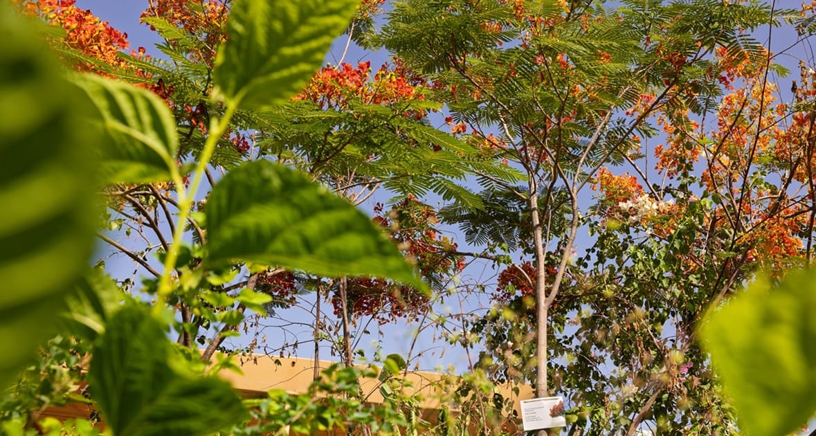 Dubai’s Flame Tree Season: 1,200 New Trees to Shade Streets, Parks and ...