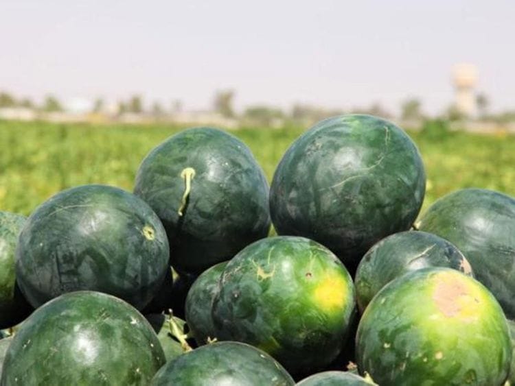 watermelon